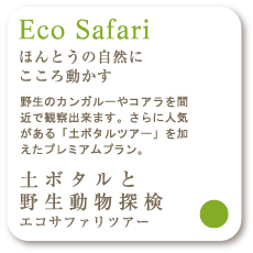 Eco Safari