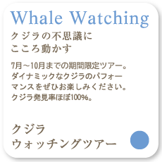 Whale Waching