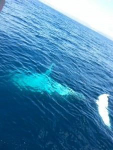0822 whale white tammy