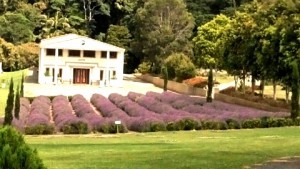 LAVENDER FARM 2210