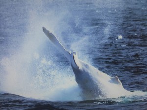 WWT 11JUL-MIGALOO TAIL SLAPPING