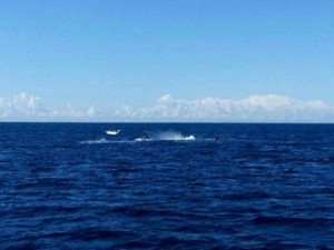 WWT 1407 -3 WHALES