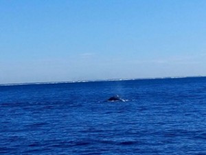 WWT1407 FLUKE DIVE