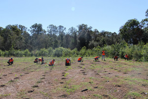 Greenfleet Planting 3